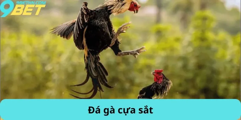 Đá gà cựa sắt