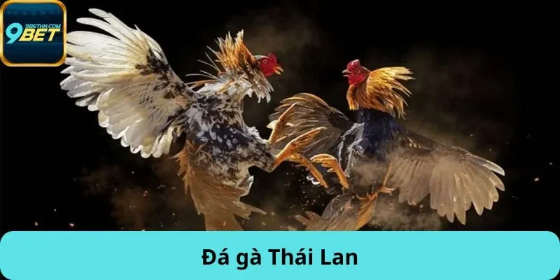 đá gà Thái Lan
