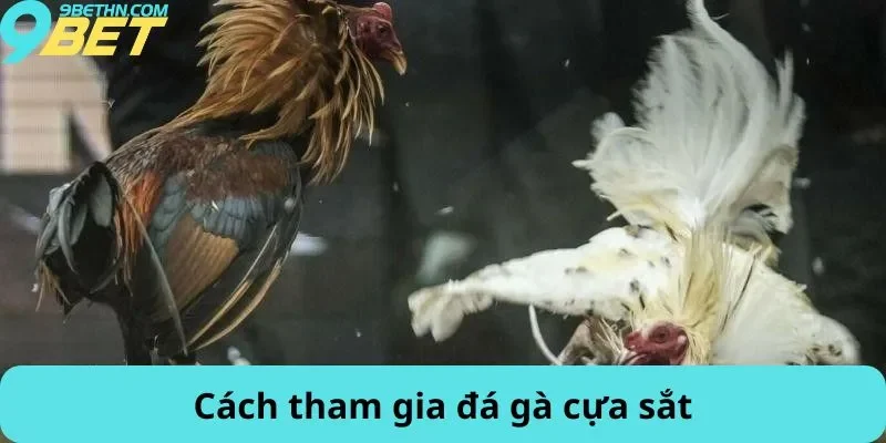 Cách tham gia đá gà cựa sắt