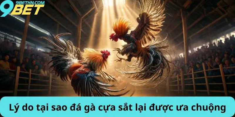 Lý do tại sao đá gà cựa sắt lại được ưa chuộng