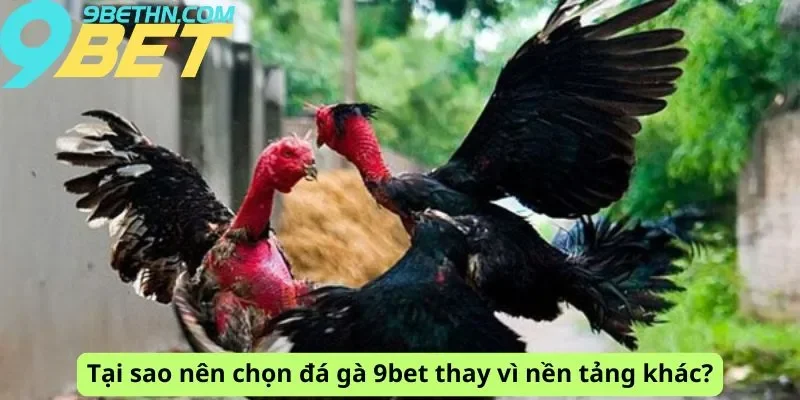 Tại sao nên chọn đá gà 9bet?