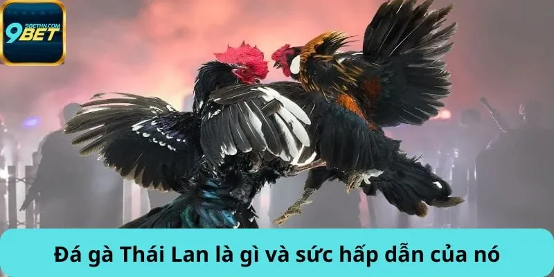 Đá gà Thái Lan là gì và sức hấp dẫn của nó