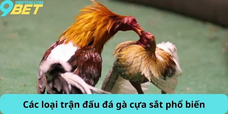 Các loại trận đấu đá gà cựa sắt phổ biến